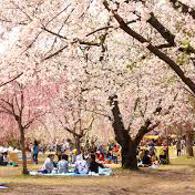 hanami